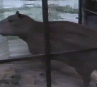 Naturhistorisches Museum