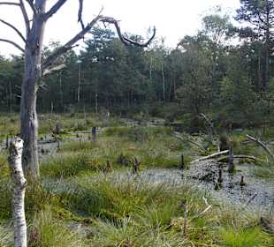 Das Moor