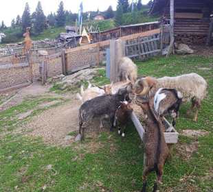 Unsere Tiere