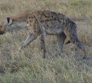 Tsavo West / - Ost / Amboselli