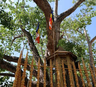 Ältester Baum der Welt