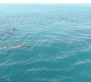 Schöne Riffe in Hotelnähe