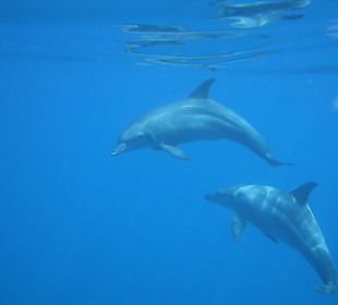 Delfine
