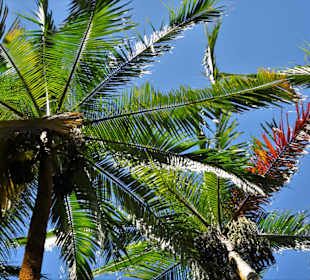 Palmengarten an der Anse des Cascades