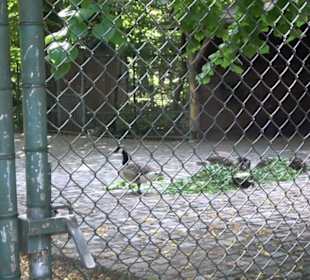 Tierpark Hellabrunn - Afrika