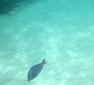 Unter Wasser 10m vom Ufer