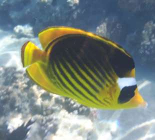 Schnorcheln Makadi Bay