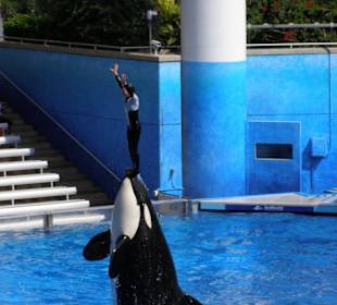 The Shamu Show