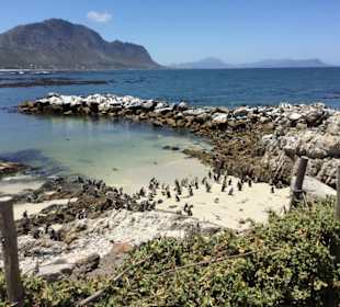 Stoney Point African Penguin Breeding Colony