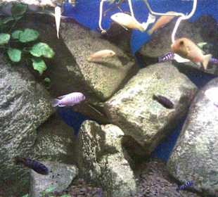 Vivarium 4
