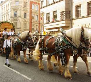 Brauerei Zirndorf 4 rheinländischen Kaltblütern