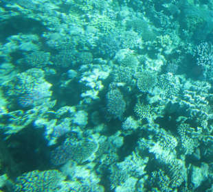 Unterwasserwelt Makadi Bay