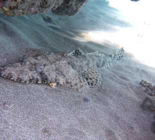 Schnorcheln Marsa Alam