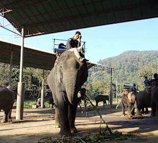 Elefantencamp Chiang Mai