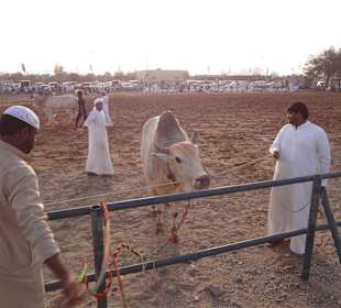 Vereinigte Arabische Emirate