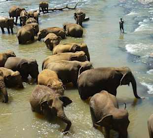 Elefanten beim Baden im Fluß