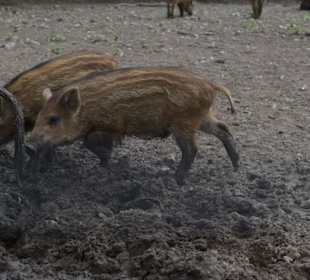 Naturwildpark Granat