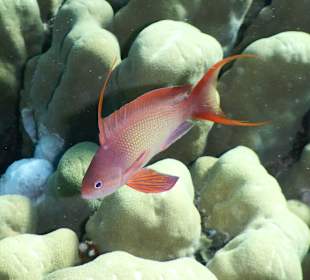 Fahnenbarsch Männchen