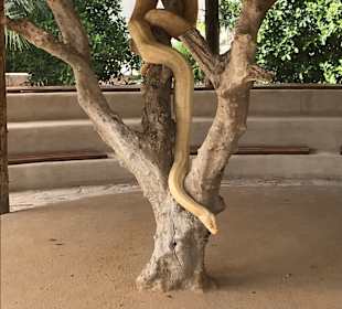 Krokodilfarm Animalia