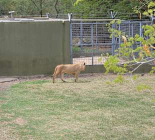 Die grossen Fellpiraten