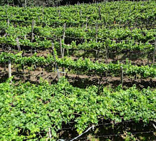 Weingärten an der Promenade