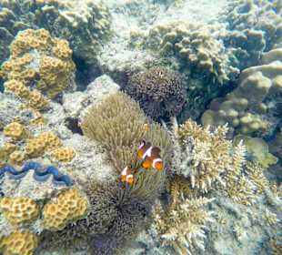 Schrorcheln vom  Strand aus