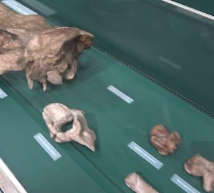 Staatliches Naturkunde Museum