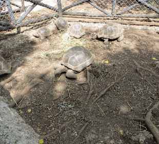 Die Schildkröten auf Prison Island
