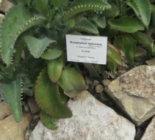 Wüstenpflanzen -  Alter Botanischer Garten