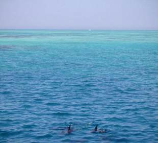 Delfintour 07.08.2012 