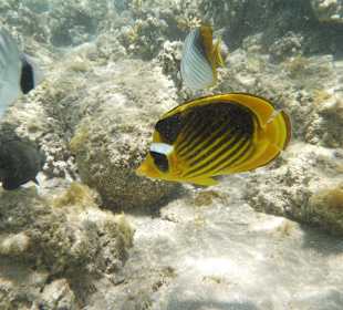Snorcheln direkt am Hotelstrand