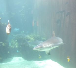 Im Aquarium unterwegs