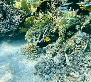 Schnorcheln Marsa Alam