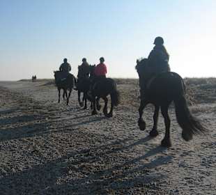 Vom Friesenpferd me(e)hr...