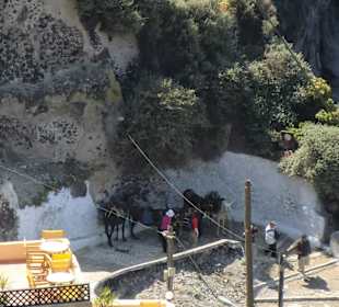 Esel, Mulis und Pferde für den Aufstieg nach Thira