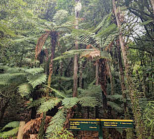 Pūkaha National Wildlife Centre