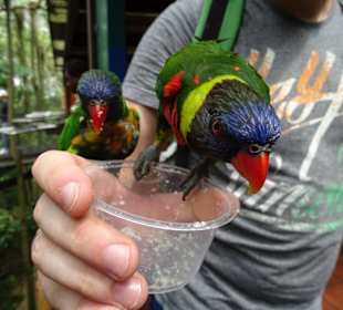 Jurong Bird Park Singapur