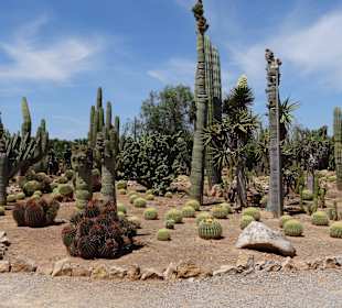 Botanischer Garten botanicactus