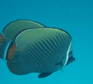 Falterfische
