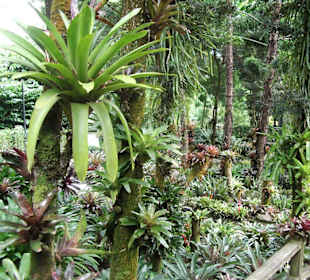 Botanischer Garten - Singapur