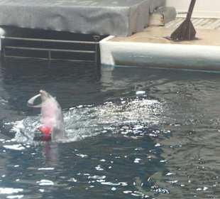 Delphinarium in Varna