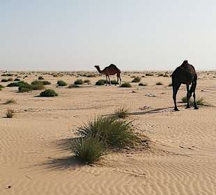 Wüstentour Salalah	