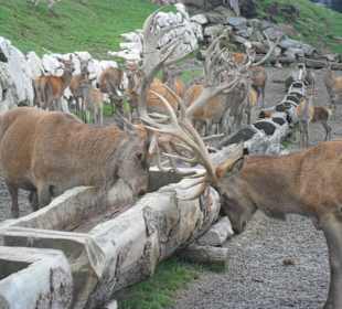 Achtung bei der Fütterung