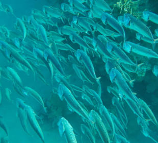 MarsaAlam Steigenberger