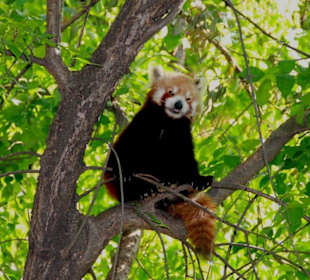 Frecher Katzenbär im Zoo Budapest