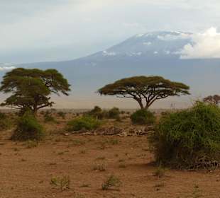 Kilimandscharo 