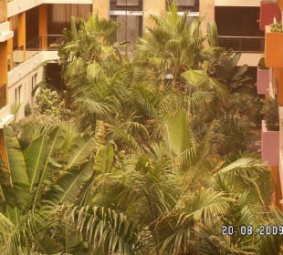 Vegetation