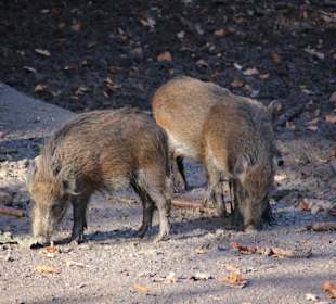Wildsäue im Wildgatter