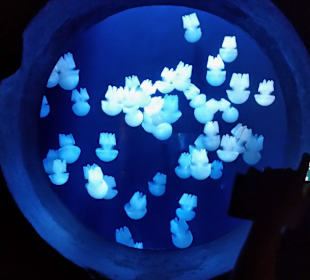 Ein Teil des hoteleigenen Aquariums. 