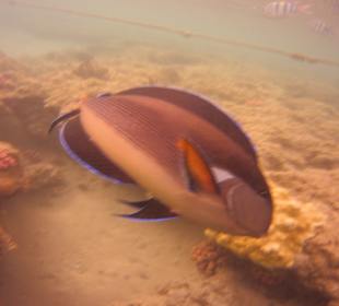 Tauchen Brayka Bay Marsa Alam